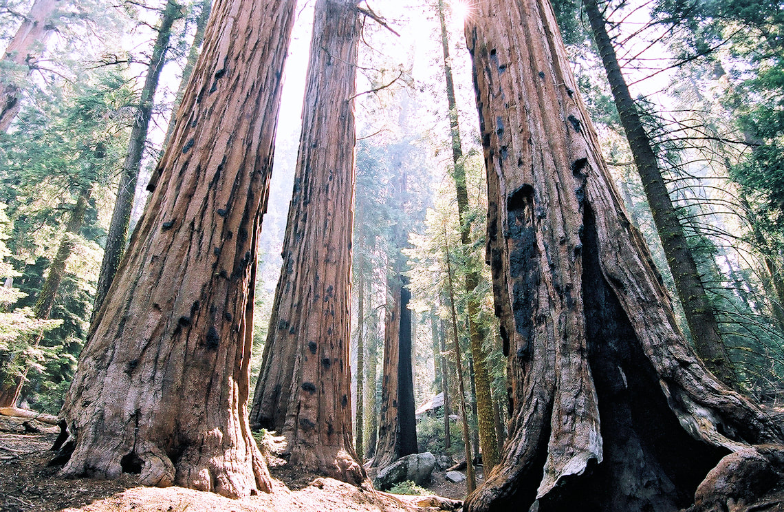 Giant Redwoods Sequoia National Park California 